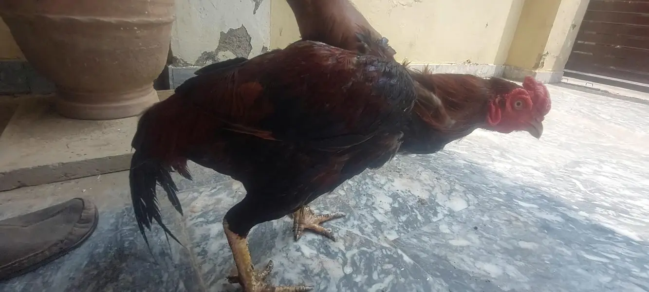 Aseel Murga and Murg2 — photo 4