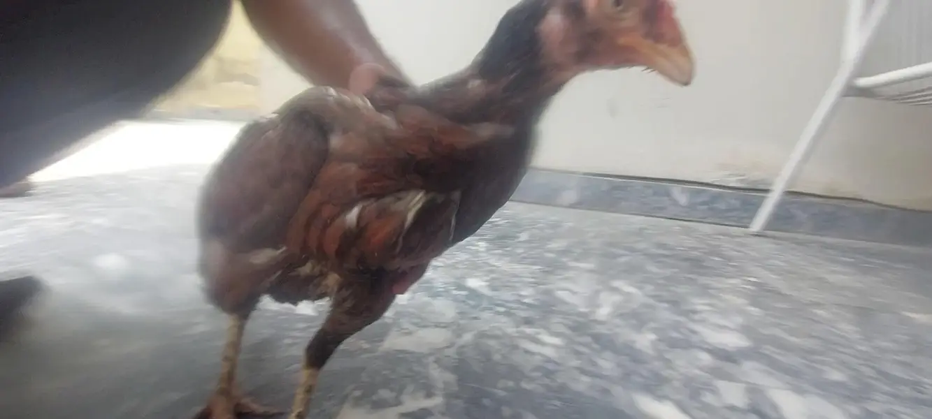Aseel Murga and Murg2 — photo 5