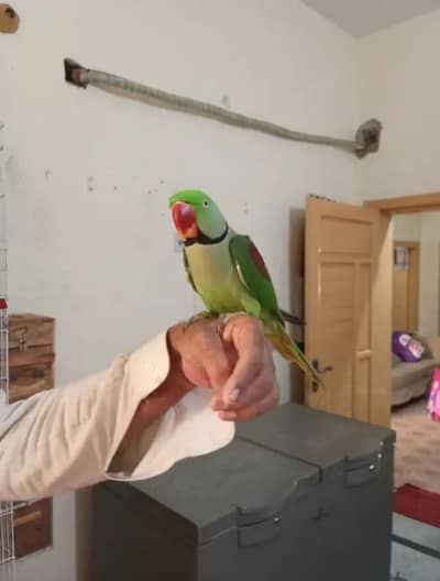 Raw Parrot  handtam for sale urgent Bolta