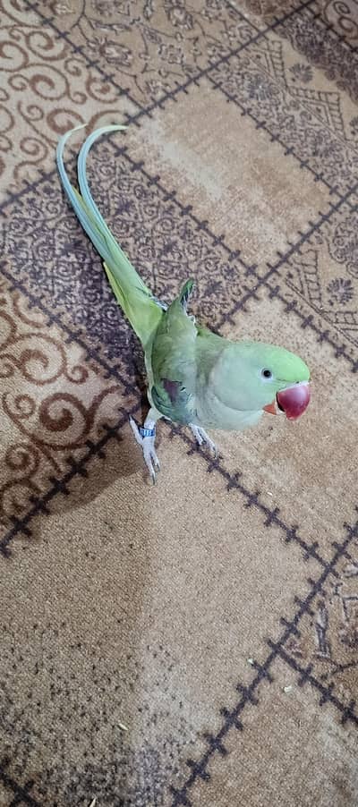 Raw parrot Alexander