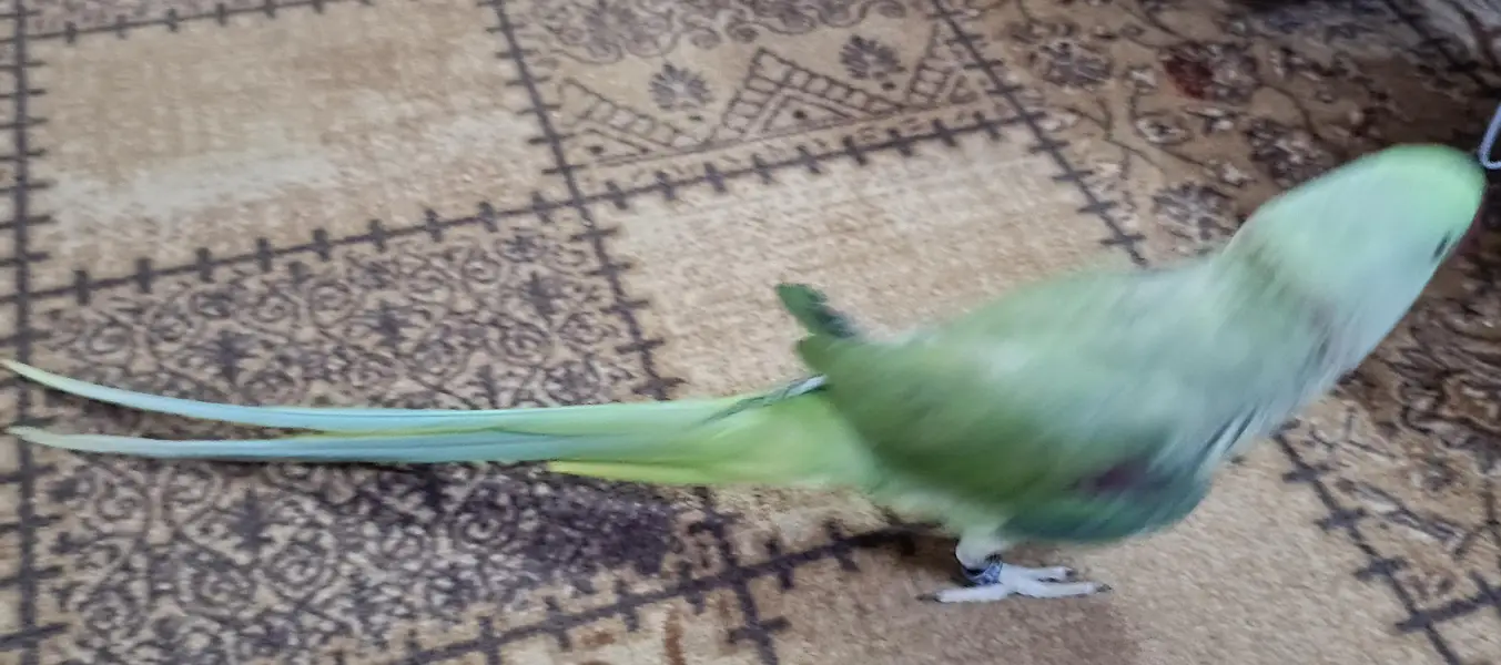Raw parrot Alexander — photo 2