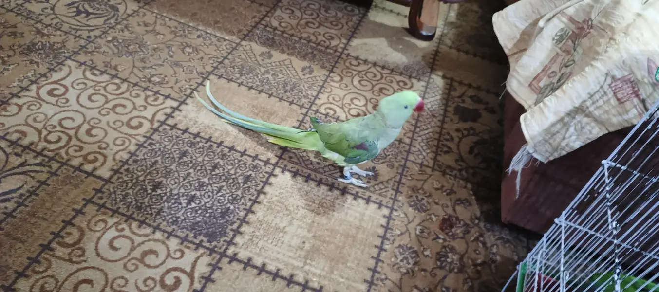 Raw parrot Alexander — photo 3
