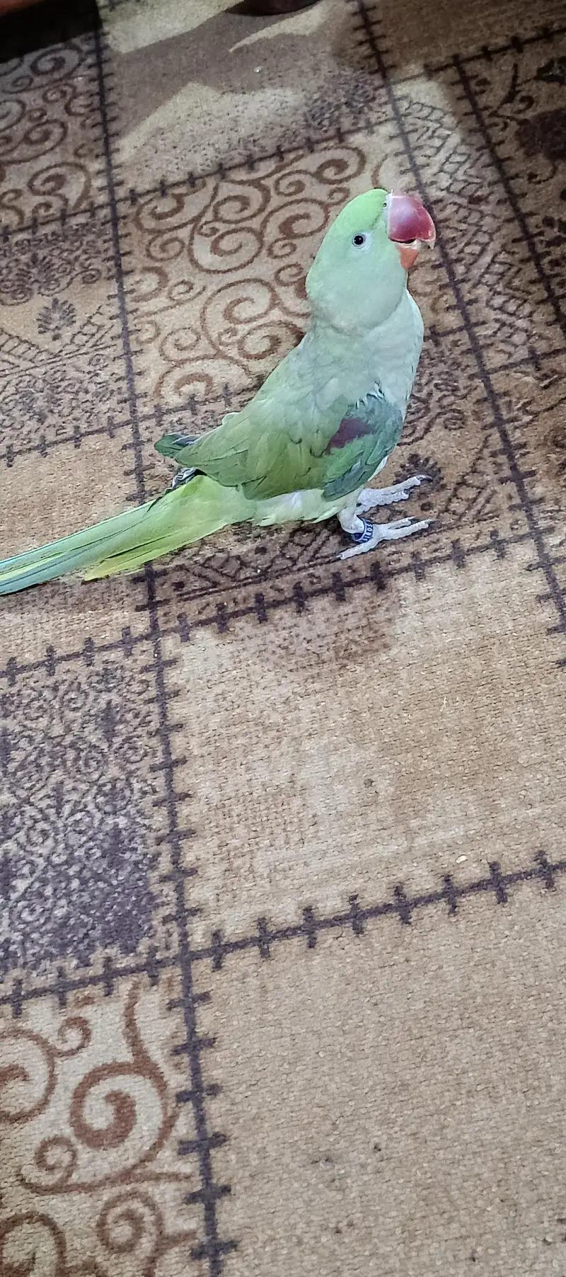 Raw parrot Alexander — photo 4