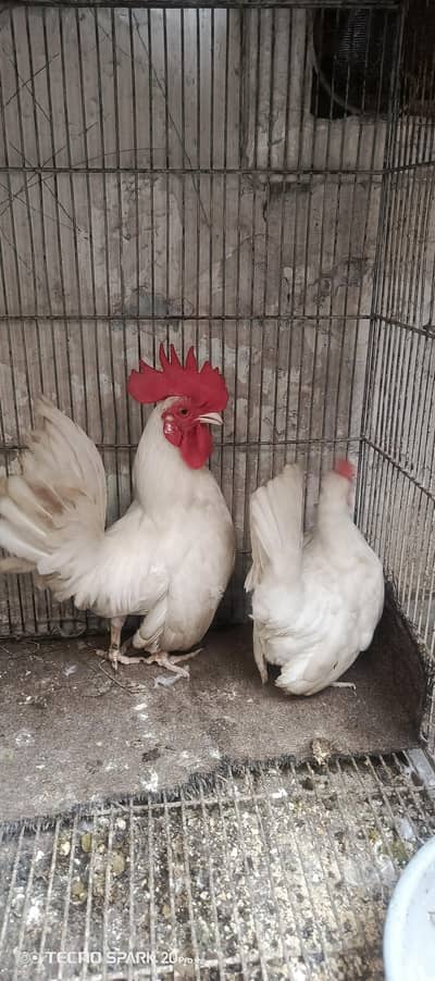 White Japanese English Game breeder pair