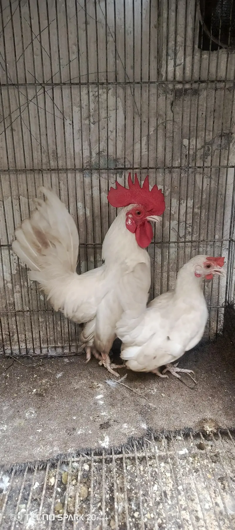 White Japanese English Game breeder pair — photo 2