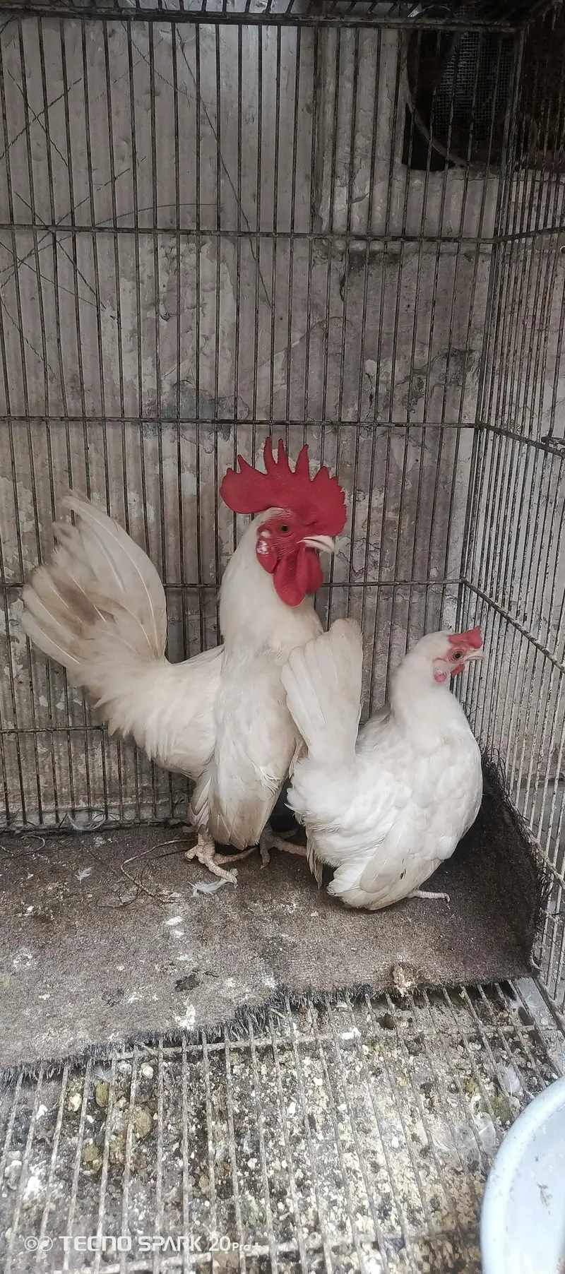 White Japanese English Game breeder pair — photo 3