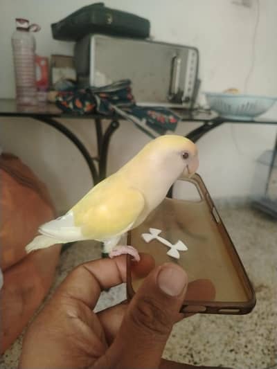 Hand Tamed Creamino Bird For sale