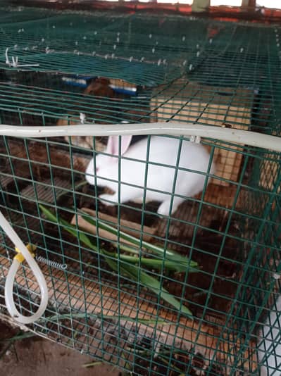 Newzealand pair for sale
