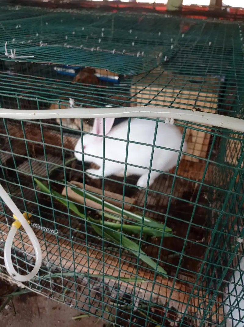 Newzealand pair for sale