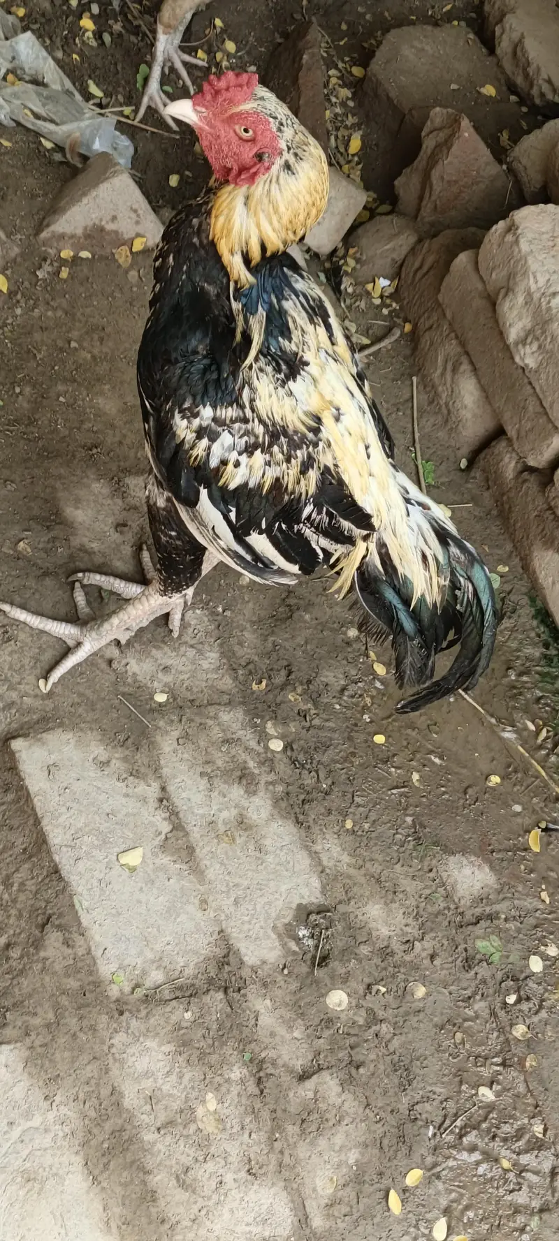 Aseel murga — photo 2
