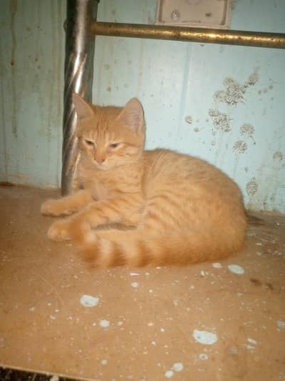 2 female cats for free