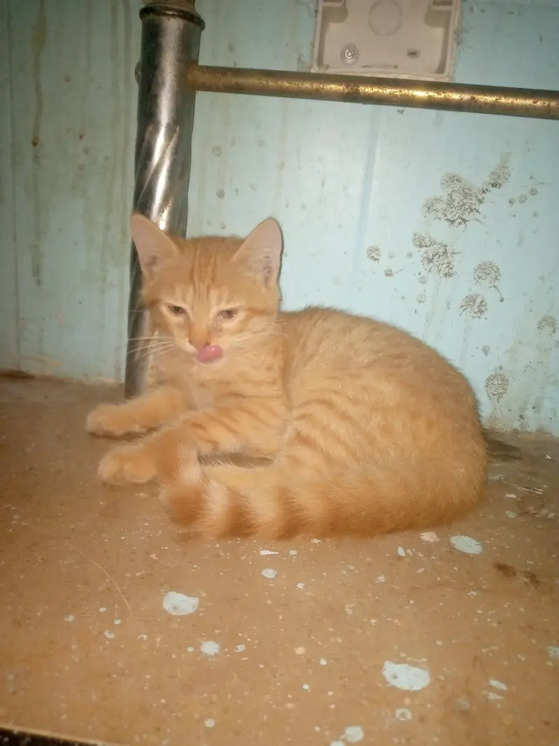2 female cats for free — photo 2
