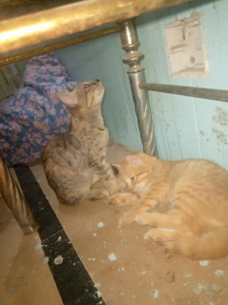 2 female cats for free — photo 3