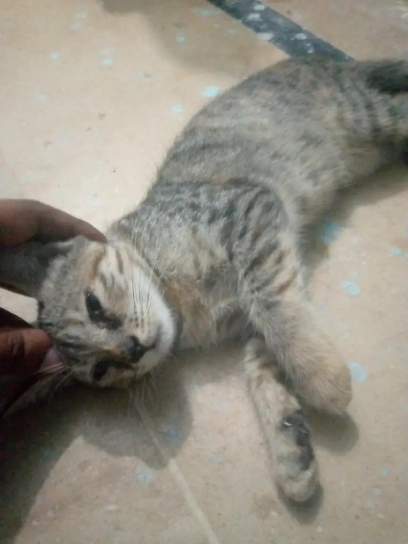 2 female cats for free — photo 4