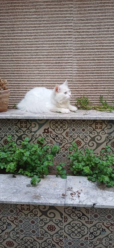 turkish angora pair up for sale with accesories