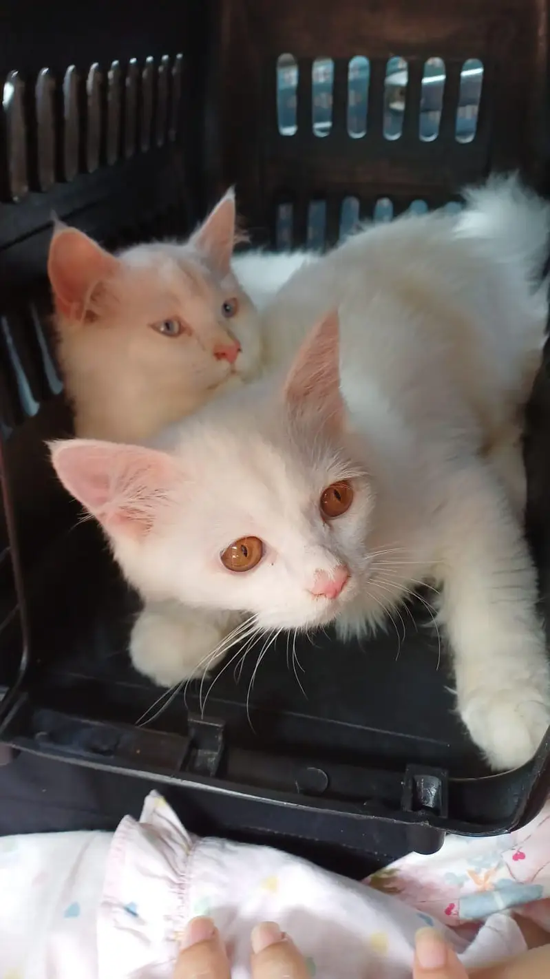 turkish angora pair up for sale with accesories — photo 2