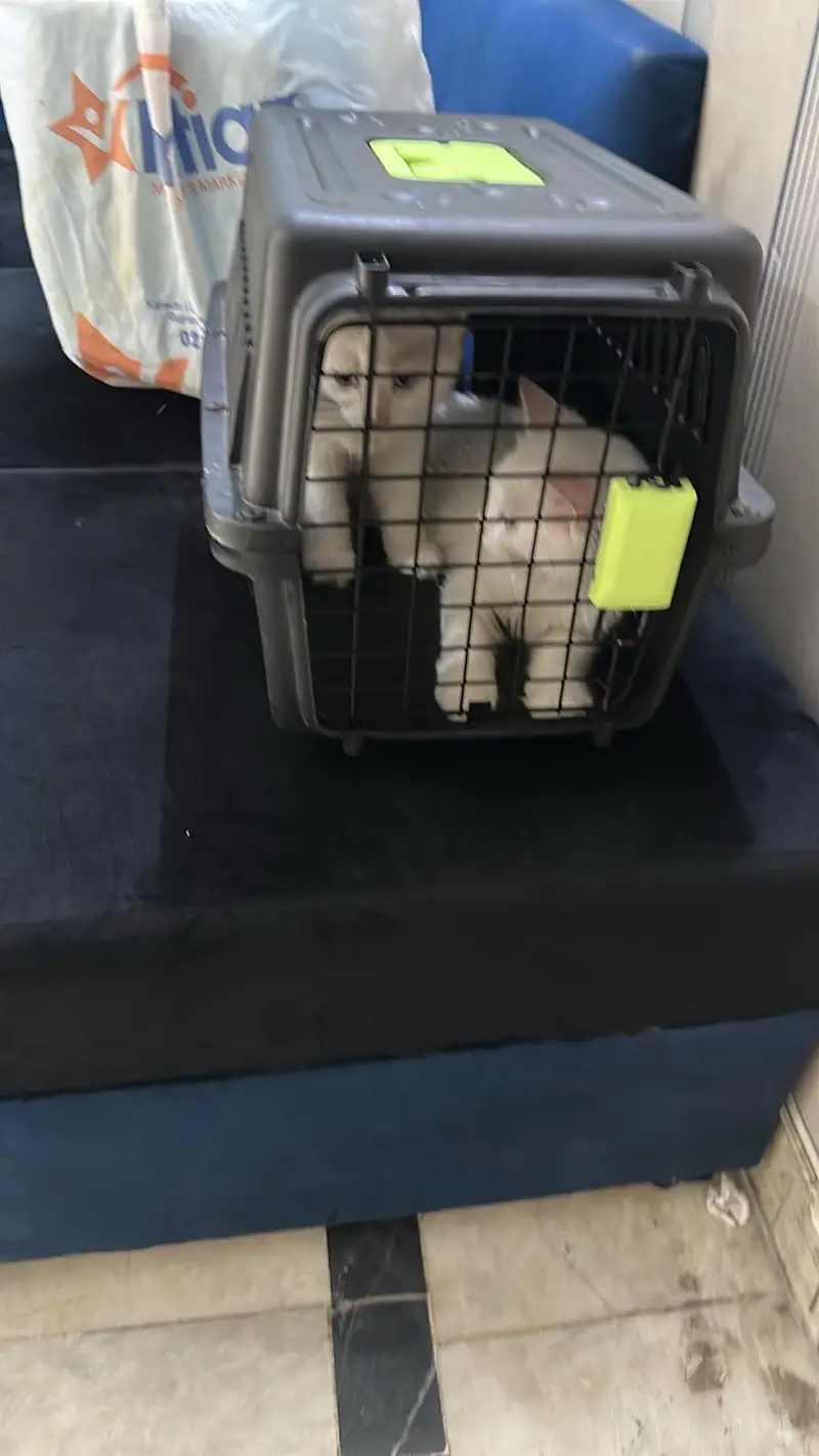 turkish angora pair up for sale with accesories — photo 3