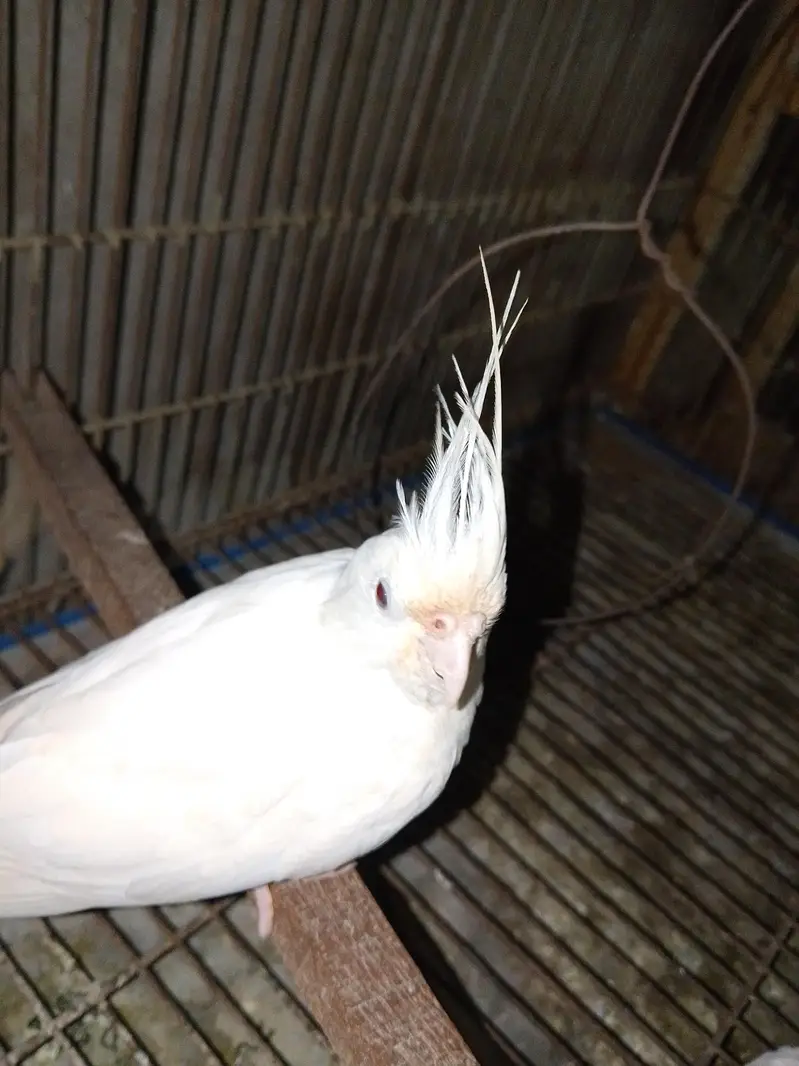 coctail eno bredar pair — photo 3