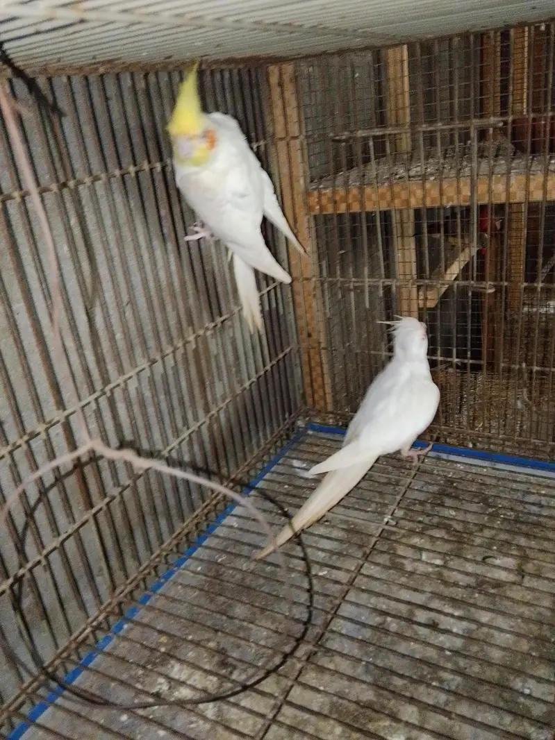 coctail eno bredar pair — photo 5