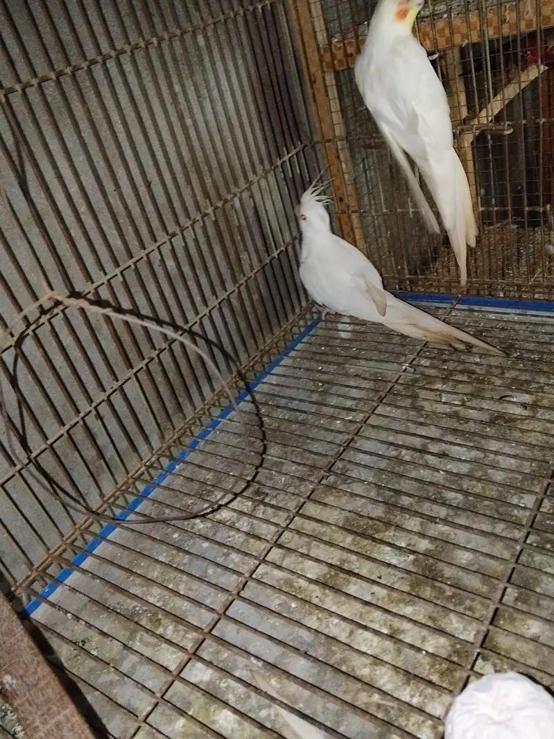 coctail eno bredar pair — photo 8