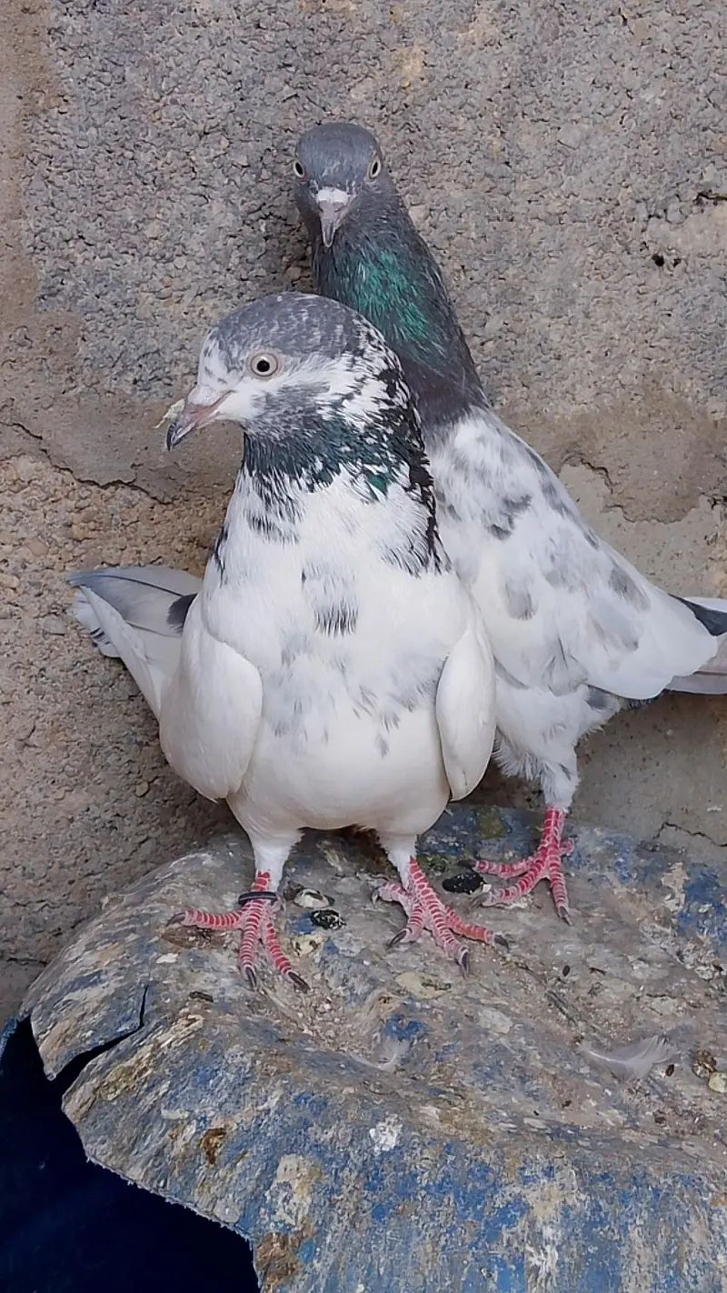Ch Sakhi Teddy — photo 4