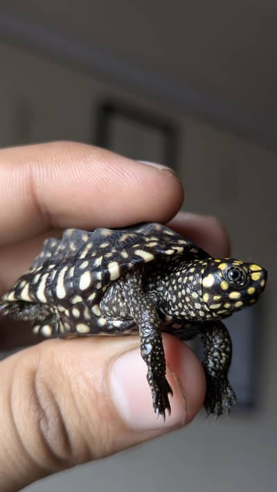 Turtle