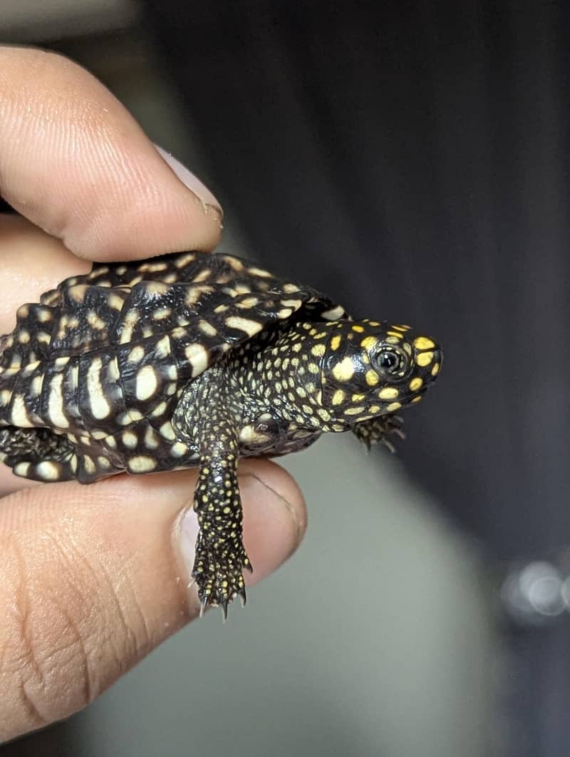 Turtle 6