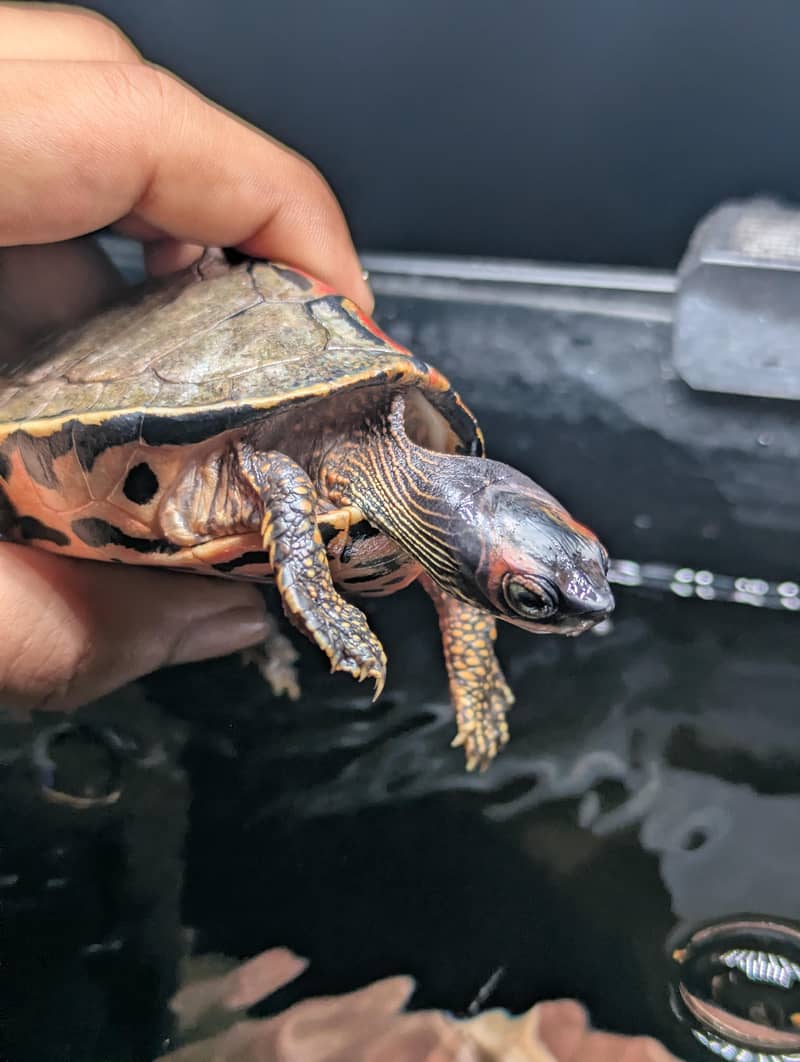 Turtle 9