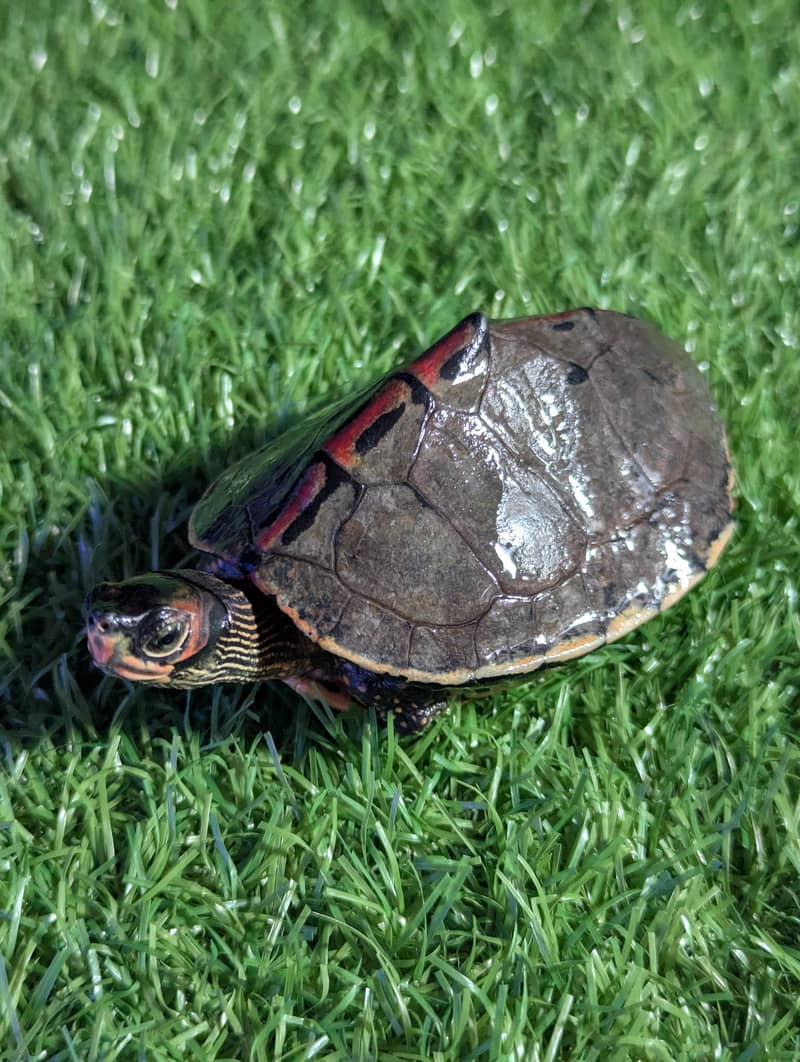 Turtle 10
