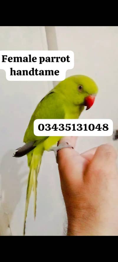 Green ringneck female parrot handtame
