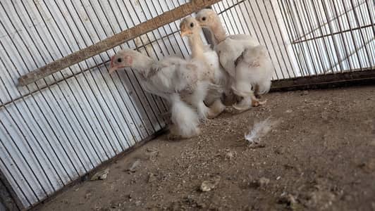 white Bantum Trio Set and Heavy Frizzle chicks Pair