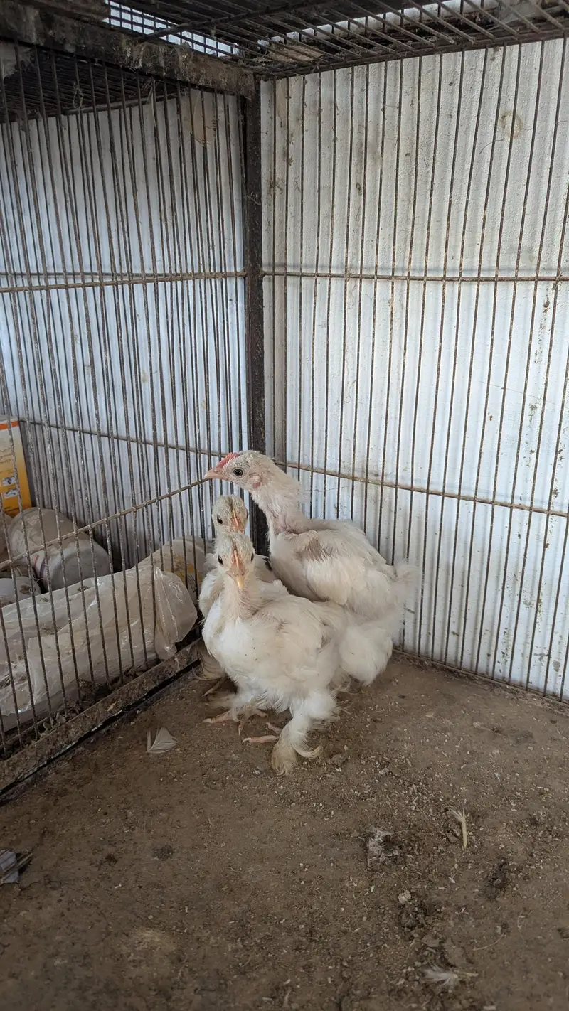 white Bantum Trio Set and Heavy Frizzle chicks Pair — photo 2