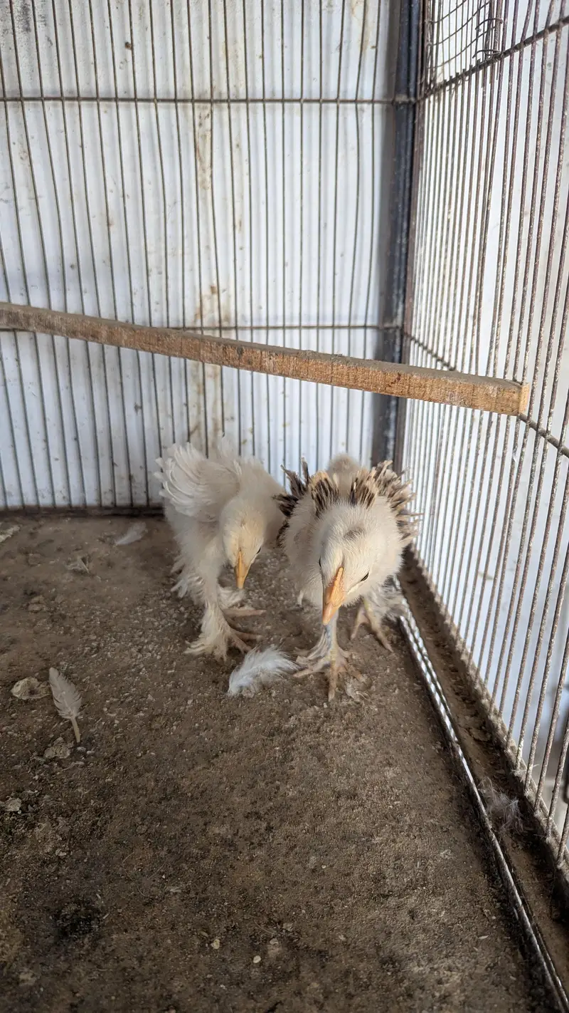 white Bantum Trio Set and Heavy Frizzle chicks Pair — photo 3