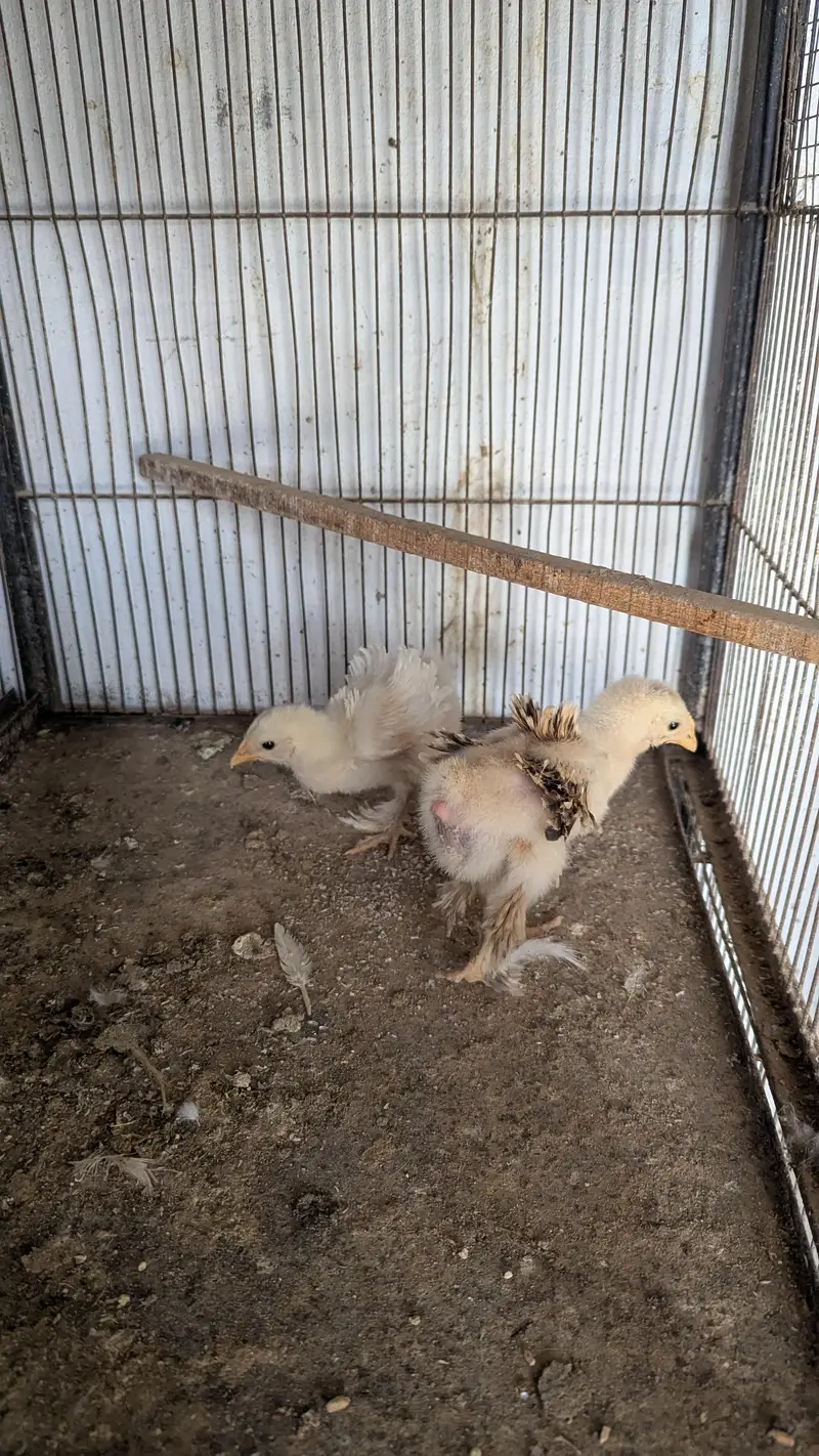 white Bantum Trio Set and Heavy Frizzle chicks Pair — photo 4