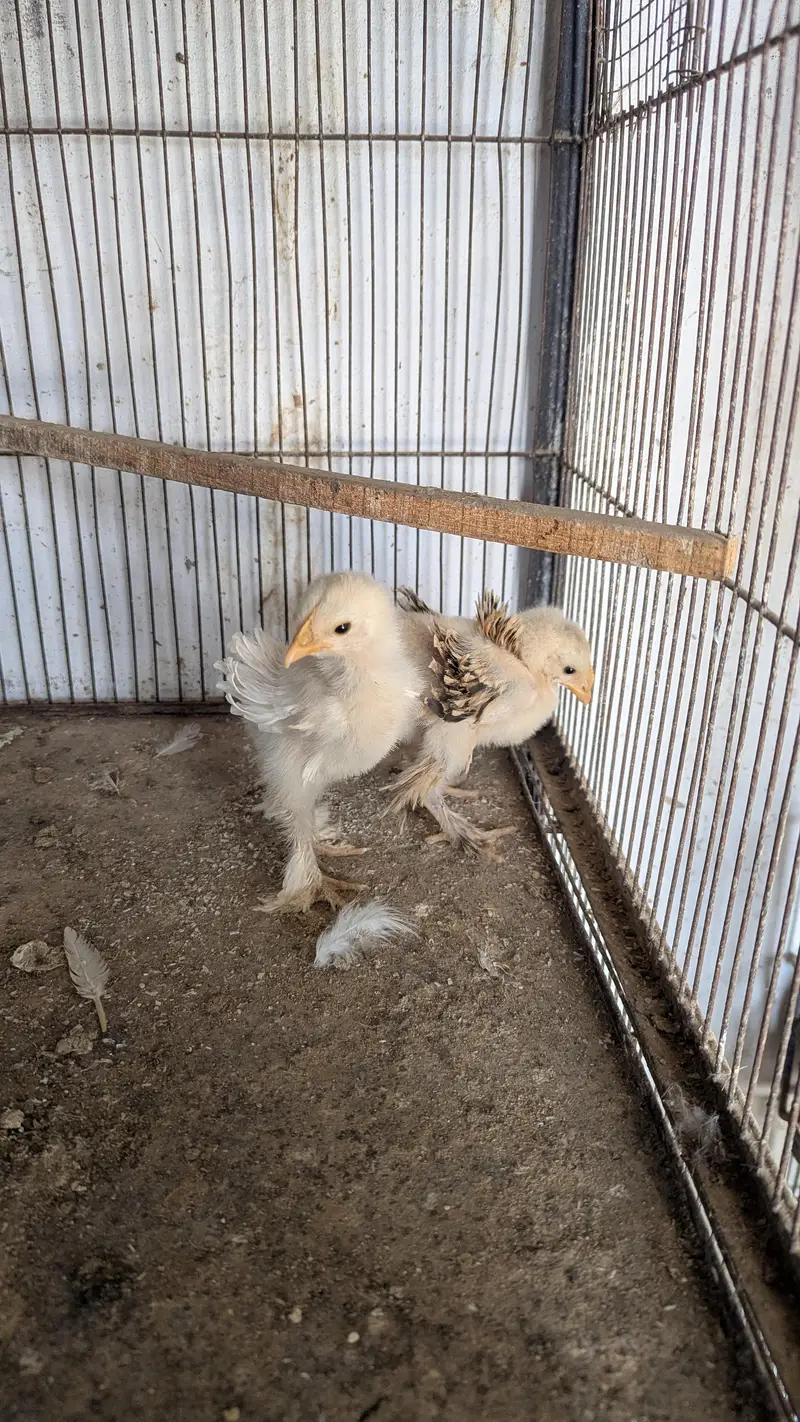 white Bantum Trio Set and Heavy Frizzle chicks Pair — photo 5