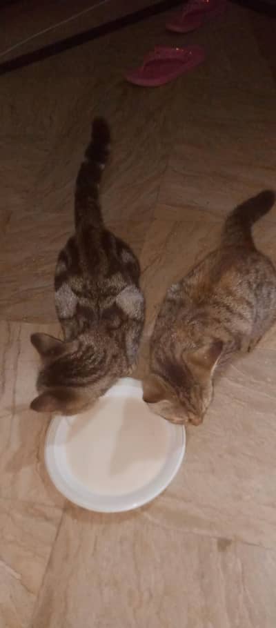 Persian × American Cross Breed Kittens – 4 Months Old
