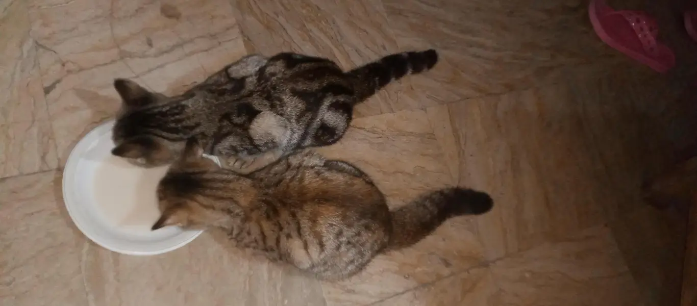 Kitten/Kittens/Persian Kitten/American Kitten/ — photo 3