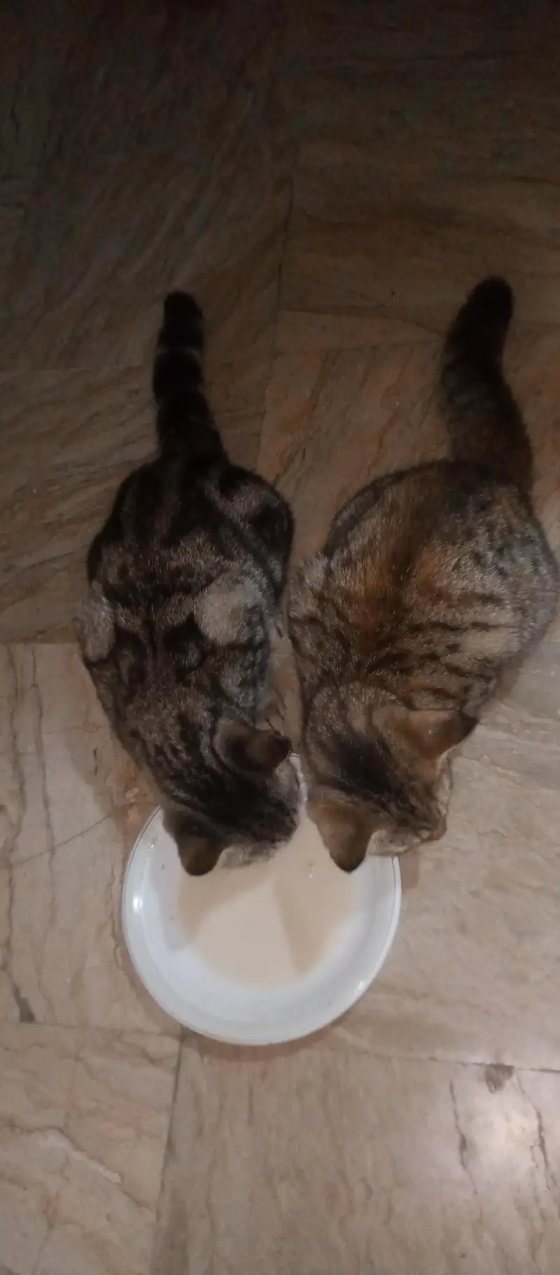 Kitten/Kittens/Persian Kitten/American Kitten/ — photo 4