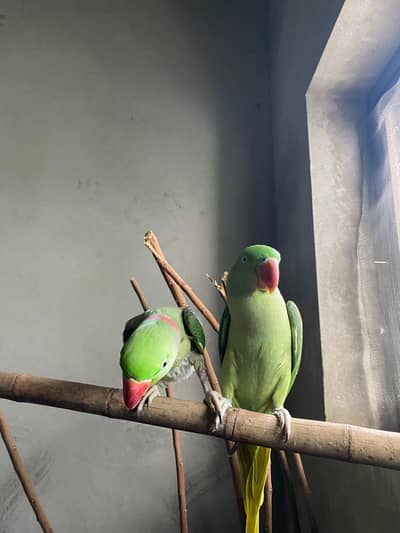 Alexander pair raw Parrot
