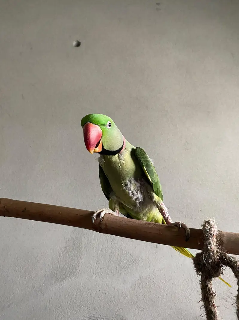 Alexander pair raw Parrot — photo 2