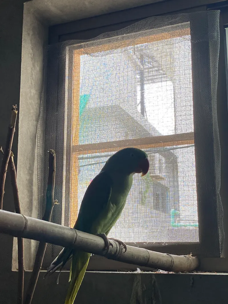 Alexander pair raw Parrot — photo 4