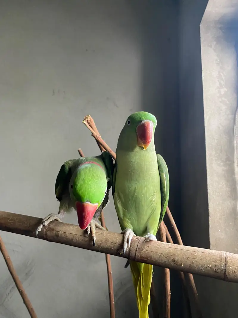Alexander pair raw Parrot — photo 6