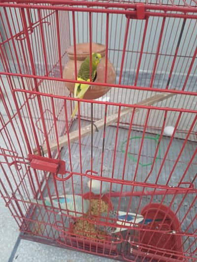 Australian Budgie for Sale with Cage