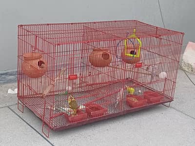 Australian Budgie for Sale with Cage