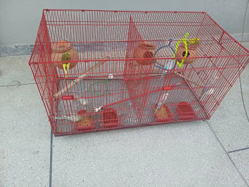Australian Budgie for Sale with Cage — photo 4