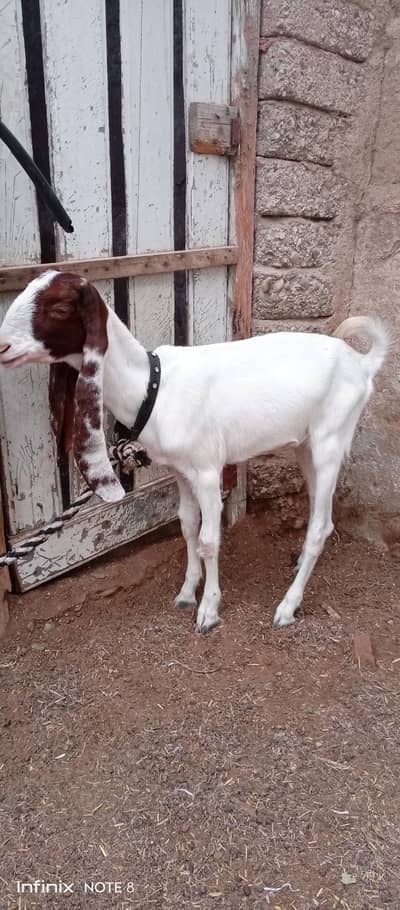 Female Goat