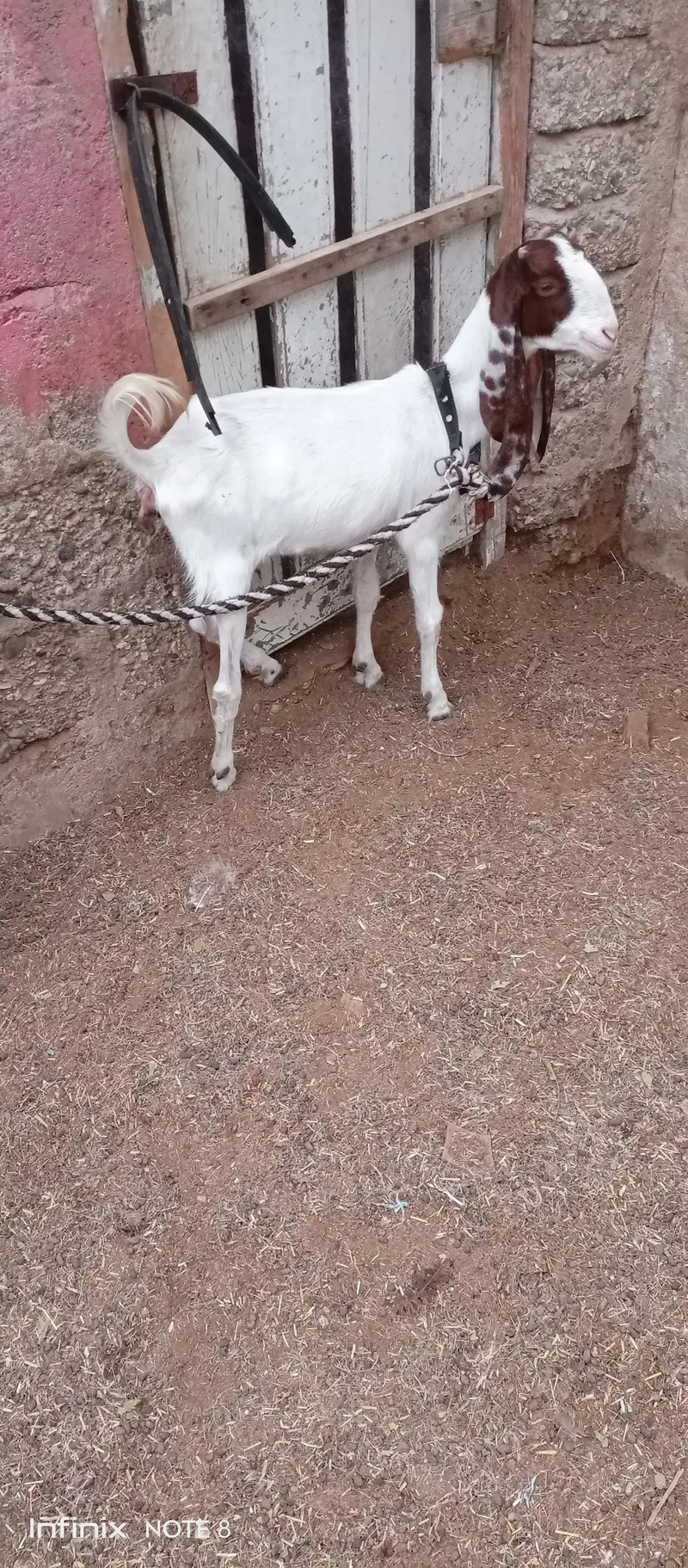 Female Goat — photo 2