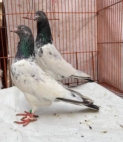teddy pigeons bredr pair