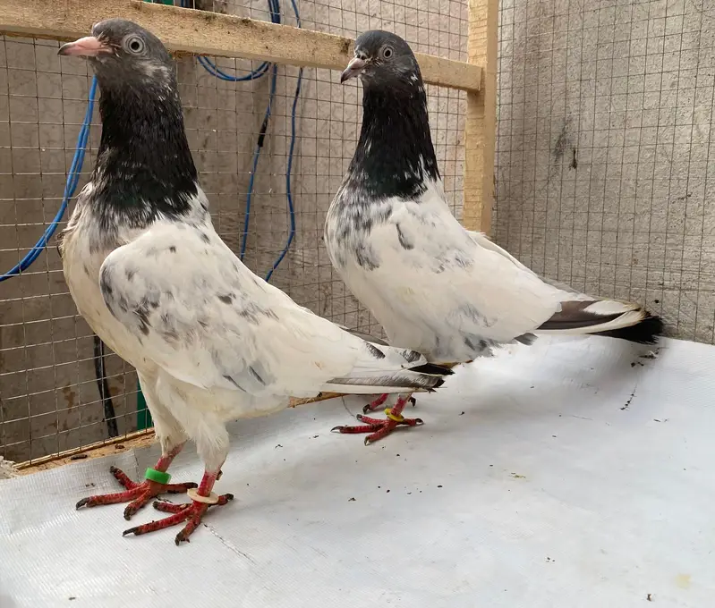 teddy pigeons bredr pair — photo 2