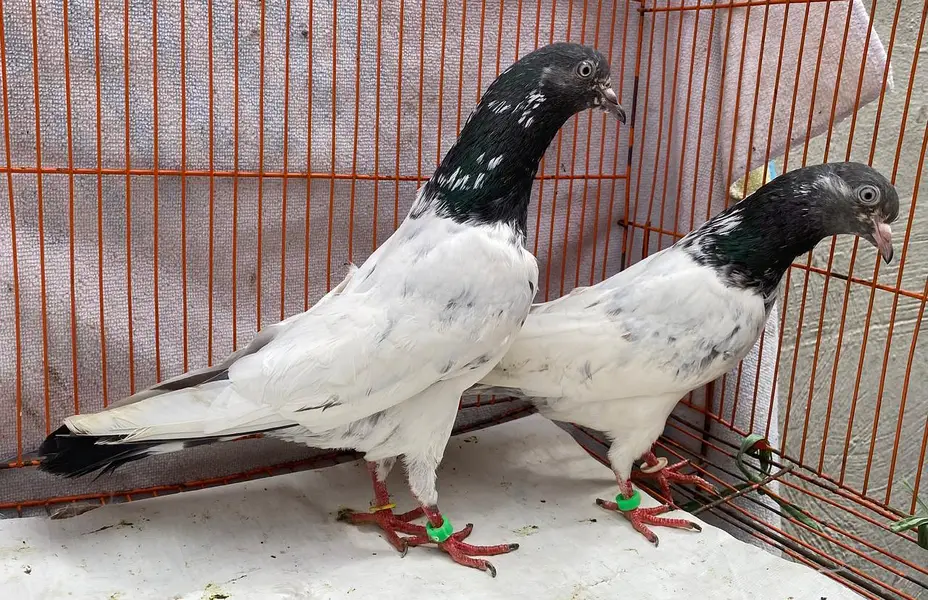 teddy pigeons bredr pair — photo 3